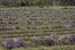 Lavender bunches - Lavender land, Provence, JBLArts photography