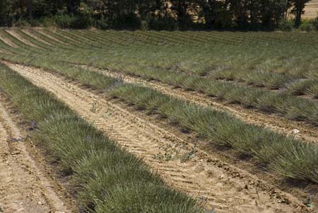 Lavender field after the crop - Lavender land, Provence, JBLArts photography
