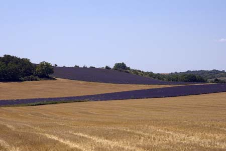 Blue, lavender and ochre - Lavender land, Provence, JBLArts photography