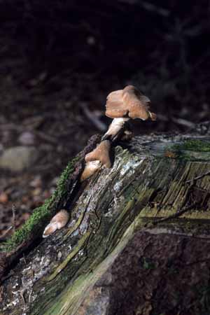 The great escape - Mushrooms in natural woods, JBLArts photography
