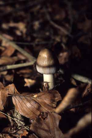 The art of mime - Mushrooms in natural woods, JBLArts photography