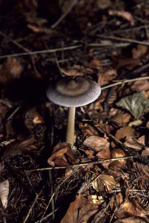 Elves umbrella - Mushrooms in natural woods, JBLArts photography