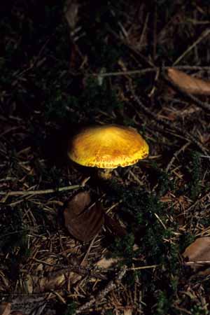 Yellow spot - Mushrooms in natural woods, JBLArts photography