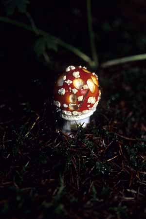 A snail-eaten fly agaric - Mushrooms in natural woods, JBLArts photography