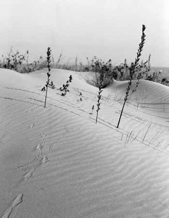 Pioneer plants and animal footprint in the sand - Seaside in Winter, JBLArts photography