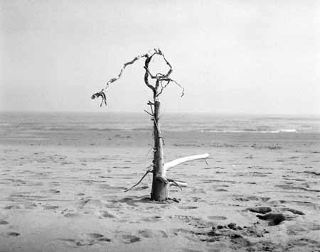 A stranding tree in the winter shore - Seaside in Winter, JBLArts photography