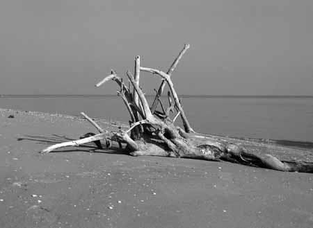 A stump with roots in the air on the winter beach - Seaside in Winter, JBLArts photography