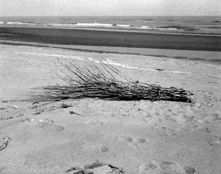 Bunch of canes on the seaside with waves - Seaside in Winter, JBLArts photography