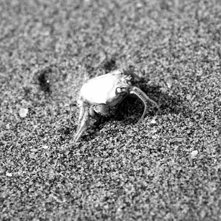 A crab on the sand - Seaside in Winter, JBLArts photography