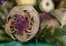 Artichoke: tender heart - Artichokes at the open-air market in Padua, Italy, JBLArts photography