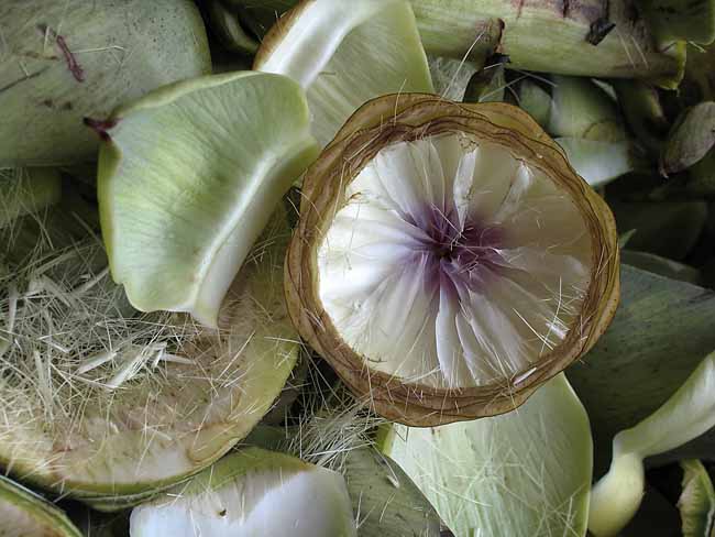 Artichoke cut out: flower in the dirt - Artichokes at the open-air market in Padua, Italy, JBLArts photography