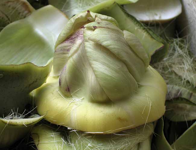 Artichoke cut out: green bud - Artichokes at the open-air market in Padua, Italy, JBLArts photography